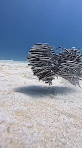 🐟✨ Descubre al Siluro de Coral: ¡Una especie fascinante del océano! Pertenece a la familia Plotosidae, diferenciándose del común siluro de agua dulce. Con su cuerpo alargado y comprimido en forma de torpedo, el Plotosus lineatus es un pez de tamaño medio que puede alcanzar hasta 32 cm de longitud. Su distintiva cabeza grande cuenta con cuatro pares de barbillas cortas alrededor de la boca. Una característica única son sus aletas, donde las segundas aletas dorsal, caudal y anal se fusionan, reco