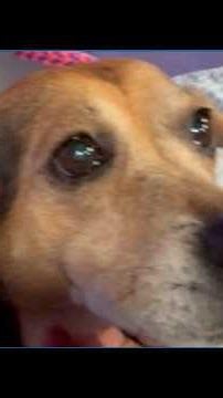 Meet Darlin Daisy Mae, San Antonio Humane Society's Pet of the Week