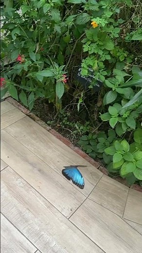 Blue Morpho Butterfly Flying In Slow Mo | Tropical Butterfly House Sheffield #butterflies #insects