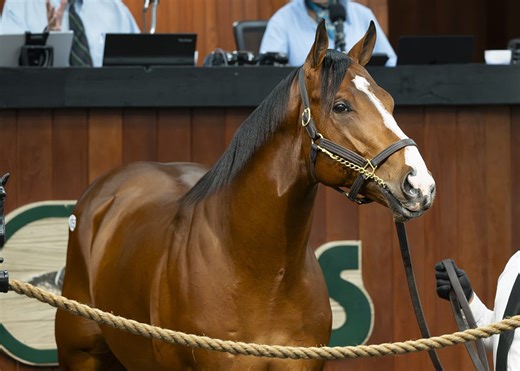 Record-Breaking Flightline Colt Now Named Zedan