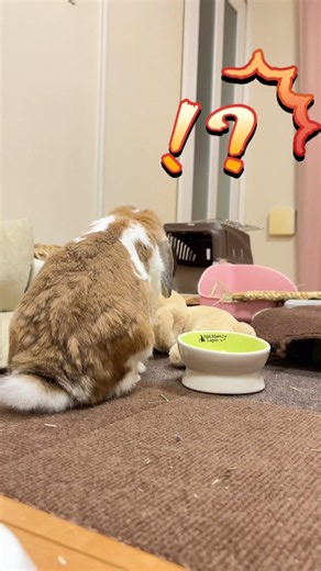 【賢すぎて震える】掃除後のケージを汚さないうさぎの神配慮【ホーランドロップ #うさぎ #bunny#ホーランドロップ #shorts