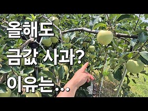 사과나무 병충해 방제. 이것만은 지켜내야.. 올해도 금값 사과 예상 이유는?