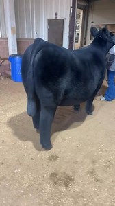 183K views · 2.5K reactions | 3rd Overall Breeding Female 2025 Cattleman’s Congress Junior Show exhibited by the Diedrich family!! Raised by Schmidt Show Cattle (CA) sold by CEG/New Era/Goehring Show Cattle!! Backdrop photo coming soon!! | Competitive Edge Genetics | Facebook