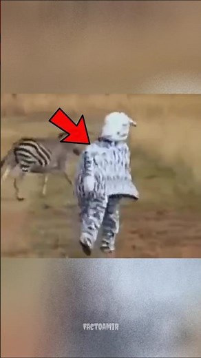 Don't mess with zebra 🚀 #shorts #ytshort