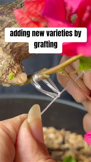 Adding new varieties by grafting #bougainvillea