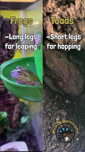 Frog vs Toad: What’s the Difference? 🐸⁉ Here's a few of the things that set them apart. #frog #toad