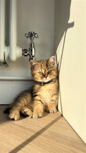 Adopt a British Shorthair Kitten Today