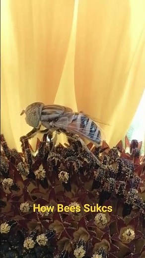 How do bees get the nectar out of the flower? | Nature