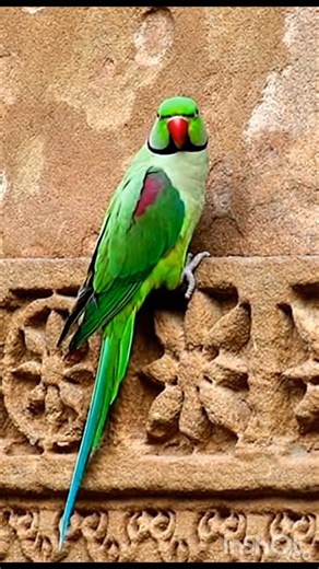 Parrot ✨️ talking 🦜 #Parrot #ringneckparrot #shorts #BestVibes