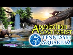 Zoo Tours: The Appalachian Cove Forest | Tennessee Aquarium (1992)