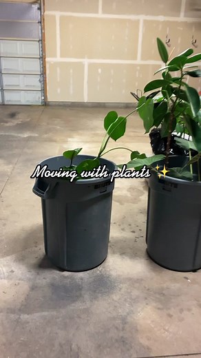 Packing Plants for Moving: Tips and Tricks