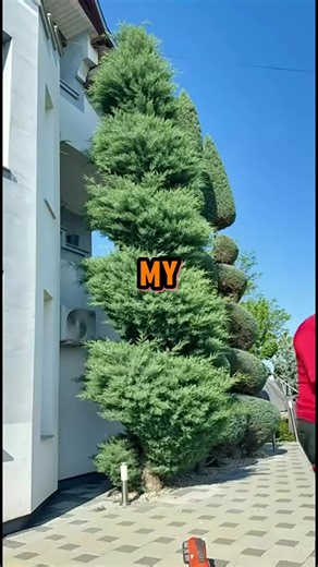 Olas just wandeing off at Disneyland Paris at the New World of Frozen coming next March! Beyond cute#disneyland #WorldOfFrozen#frozen #disneyadventureworld#disneylandparis