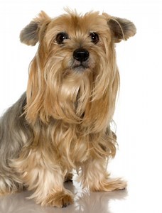 How To Help A Yorkie Give Birth - Cuteness