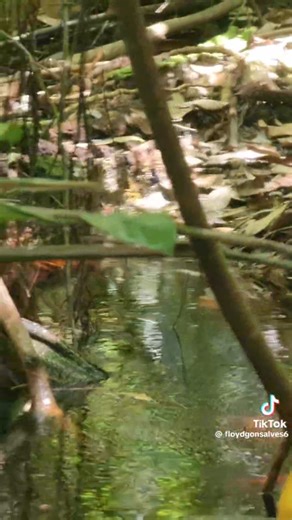 Massive anaconda 🇬🇾 #Guyana #wild #outdoors #southamerica #beautiful #massive #adventure #travel #bushman #jungle #snake #anaconda | Philip Odwin