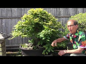 Being Bold with Bonsai