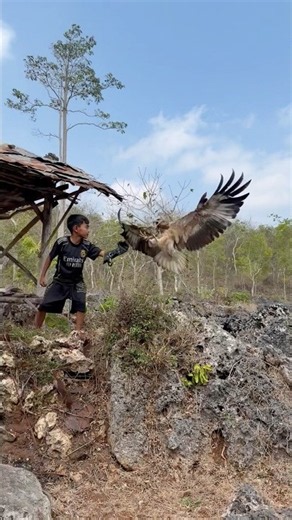 The big eagle went home to the forest hut to meet the tarzan boy #animals #nature #jungle