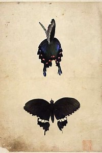 Butterfly - Movie