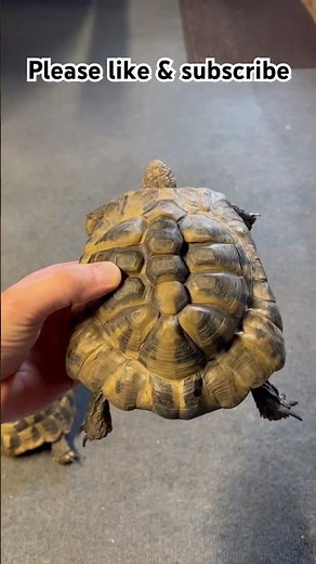 Hermann's tortoise pyramiding vs healthy #hermannstortoise #hermann #tortoise #swetlandtortoises