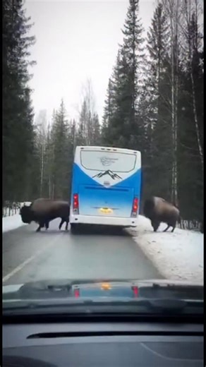 Shawn Arranha on Instagram: "🏔️ THE TIBETAN STAMPEDE: A Narrow Escape Nature always wins. Imagine driving through the serene, snow-dusted mountains of Tibet when the road suddenly turns into a battlefield. What started as a simple traffic jam behind a tour bus turned into a scene of absolute chaos. In a display of sheer, bone-crushing strength, a massive herd of wild bison surrounded this 15-ton bus. You can see the moment the lead bulls decide they’ve had enough. With a coordinated surge of po