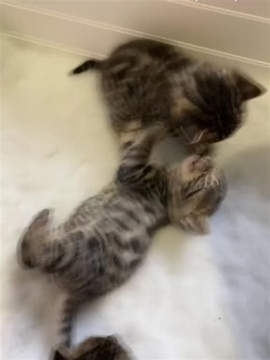 #bengalkitten #bengalcat #catsoftiktok #fyp #foryou