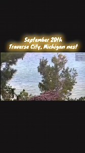 🪹🦅🐟 #traversecitymichigan #harryandharriet #stormyandmitten #livecam #eaglenest #baldeagle #birdsofprey | Let's get REEL with Leigh Ann