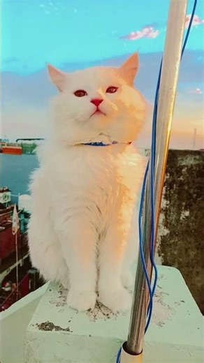 Mera Shona Baby 🎀❤️ #duet #babyanimal #love #babycat #cat #shots #ytshortsindia #ytshorts #catshorts