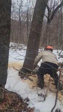 Cutting down palownua/empress tree #logging #sawmill #chainsaw #stihl