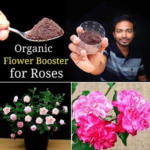 792K views · 10K reactions | Best Organic Fertilizer for Roses | Flower booster | DIY gardening : #Ayansbonsaitricks | Bonsai Tricks And a Lot More Official | Facebook