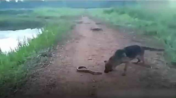 This eel's electric shock can match the power of a defibrillator