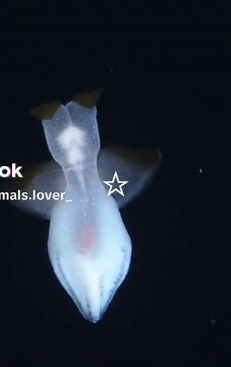 Mesmerizing Sea Angel Encounters in the Deep Sea