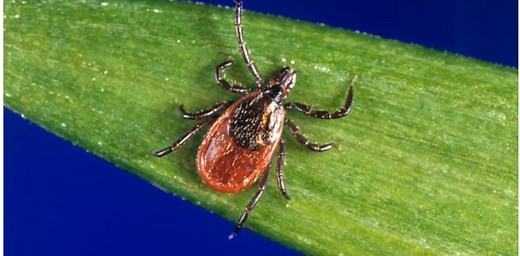 Tick bites: Every year is a bad tick year