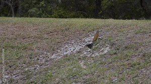 Rainbow Bee-Eater flies in and out of ground nest 100fps