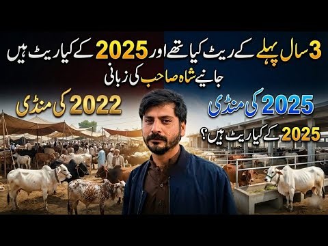 Cattle Market 2025 Explained | Compare with 2022 Prices | Shah Sahib Analysis