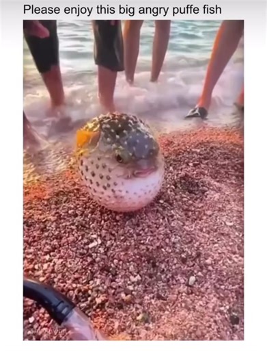 Its Mrs Puff!! 🐡 #mrspuff #spongebob #sea #ocean #viral #foryou #fyp #foryoupage #bloated #pufferfish