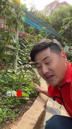 The Magic of Flower Watching: A Journey to Self-Discovery