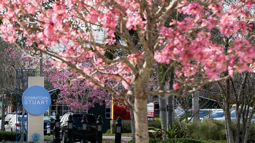 Florida native plants to use for color, shade, privacy and groundcover