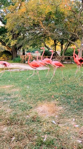 495K views · 10K reactions | Happy International Flamingo Day! We’re...