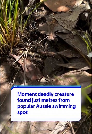Moment deadly creature found just metres from popular #Aussie swimming spot 🐍 via @Jesse’s Wildlife #australia #deathadder #northernterritory #yahooaustralia