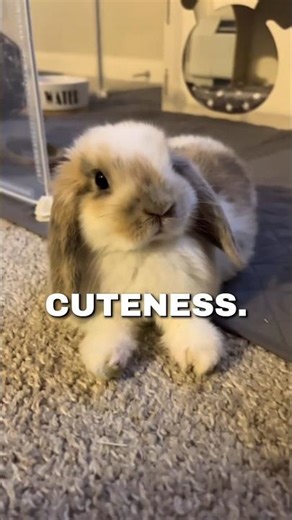 Top 3 Cutest Dwarf Bunnies 🐰 Which one you are getting as a pet 😍