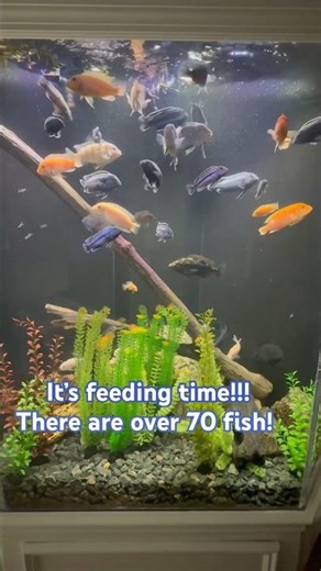 Feeding a 250 gallon African cichlid tank. #fish #aquarium #feeding