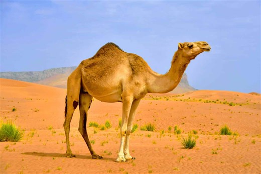 Explore the Incredible Wildlife of the Sahara Desert