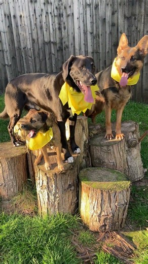 The two Rex dogs Border Terrier & Labrador X & Tinkerbell GSD.@DogtrainersUK