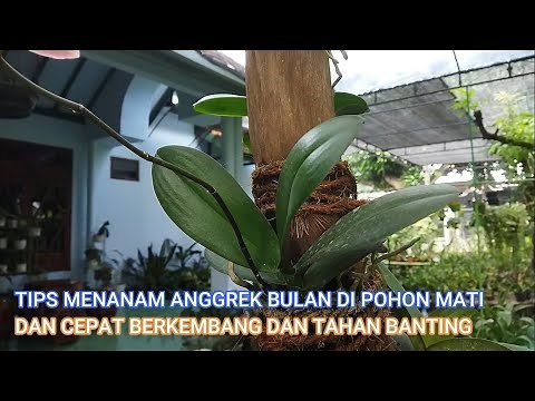 TIPS MENANAM ANGGREK BULAN DI POHON MATI DAN CEPAT BERKEMBANG DAN TAHAN BANTING.