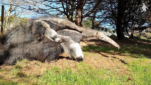 Our anteater pup has been named Zeferino, meaning 'West wind' 💨 Keepers chose the name which is inspired by the giant anteater's native Brazil where we support conservation work for the species. Find out more ➡️ www.edinburghzoo.org.uk/news/article/17280/edinburgh-zoo’s-giant-anteater-pup-named/ 📸 Thanks to keeper Andrew Laing for this adorable video | Edinburgh Zoo
