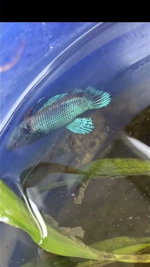 Why do betta fish get swim bladder disease?.😨😰😱