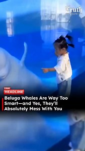 Beluga whales are among the most intelligent marine mammals on Earth, known for their advanced problem-solving skills, playful behavior, and strong social awareness. Often called the “canaries of the sea” because of their wide range of vocalizations, belugas can mimic sounds, recognize humans, and intentionally interact in mischievous ways. Marine researchers have documented belugas teasing people, stealing objects, blowing bubbles on purpose, and even playing pranks—clear signs of curiosity and