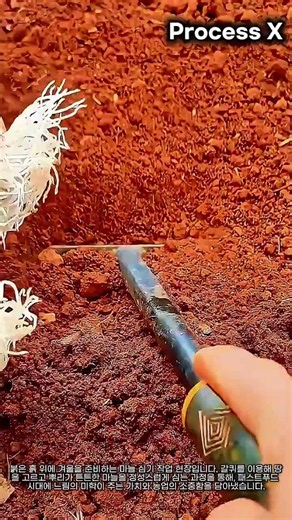 알아두면 유익한 겨울 마늘 심는 방법과 밭 정돈법 #worker #process #gardening #howto #educational