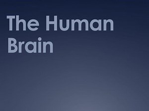The Human Brain - SlideServe