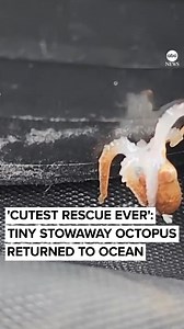 "The cutest little rescue mission ever." Tiny stowaway octopus that attached itself to a diver’s gear safely returned to the ocean after being discovered inside a car. http://abcn.ws/2CnB3ds | ABC News