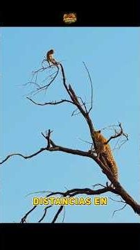 THE TREE STOPPED BEING A REFUGE WHEN THE LEOPARD APPEARED
